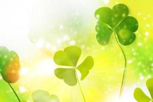 green clover leaves. natural background. photo