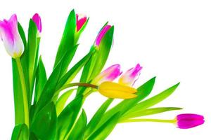 spring colorful flowers tulips. floral collection. photo