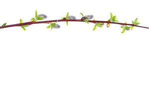 Pussy willow twig isolated on a white background. photo