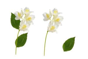 branch of jasmine flowers isolated on white background. photo