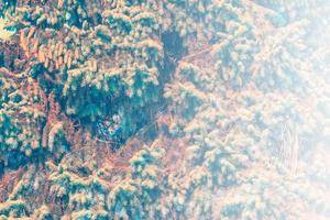 Frozen winter forest with snow covered trees. photo