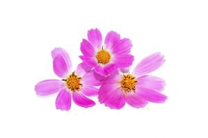 Bright colorful cosmos flowers photo