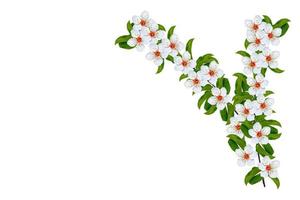 Flowering branch of cherry isolated on a white background. photo