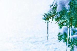 Frozen winter forest with snow covered trees. photo