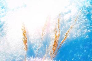 Blurred frozen grass. Winter abstract background. Landscape. photo