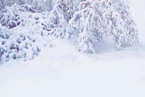 bosque de invierno congelado con árboles cubiertos de nieve. foto