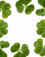 green clover leaves isolated on white background. St.Patrick 's Day photo