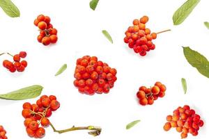 Bunches of red rowan berries photo