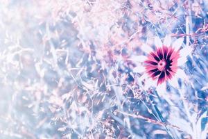 Colorful rudbeckia flowers on a background of the autumn landscape photo