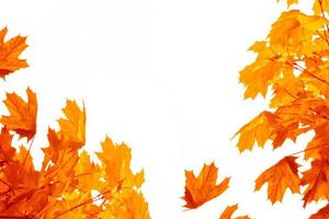 Bright colorful autumn leaves photo