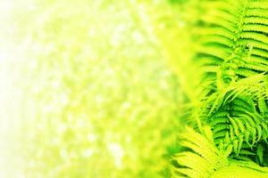 Green leaves of the fern against the background of the summer landscape. photo