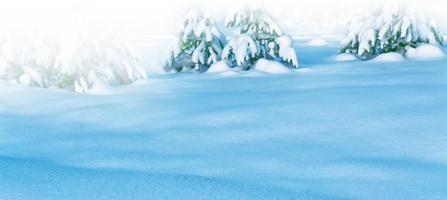 Frozen winter forest with snow covered trees. photo