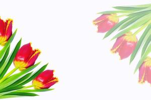 spring colorful flowers tulips. floral collection. photo