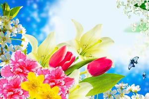 Blossoming branch apple, tulips.  Bright colorful spring flowers photo