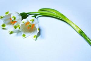The first delicate spring flower snowdrop. photo