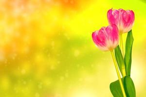 floral background of spring bright flowers. tulip photo