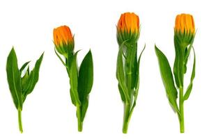 Bright marigold flowers. calendula photo