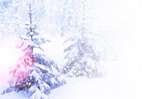 Frozen winter forest with snow covered trees. photo