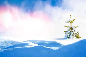 Frozen winter forest with snow covered trees. photo