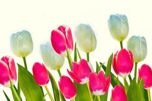 spring colorful flowers tulips. floral collection. photo