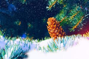 spruce cone. Frozen winter forest with snow covered trees. photo