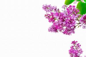 spring flowers lilac isolated on white background. photo