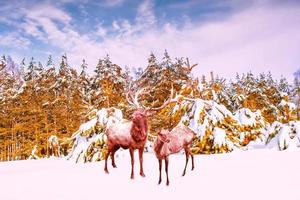 Frozen winter forest with snow covered trees. photo