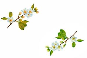 Flowering branch of cherry isolated on a white background. photo