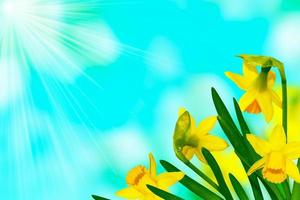 Spring flowers of daffodils. Bright and colorful flowers photo