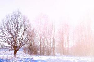 bosque de invierno congelado con árboles cubiertos de nieve. foto