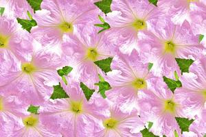 morning glory. Natural floral background. photo