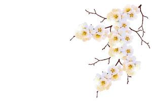 Flowering branch of cherry isolated on a white background. photo