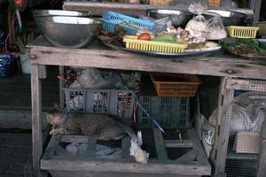 The cat sleeping inside table photo