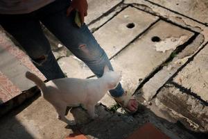 Cat welcome his owner at home. photo