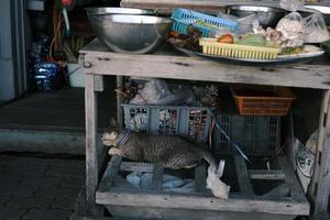 The cat sleeping inside table photo