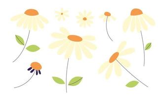 Set of blooming chamomile flowers on stems. Daisy wild camomiles.  Botanical cute plants and herbs for garden. Blossom, spring summer flower, buds and leaves. Hand drawn flat illustration. vector