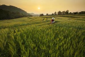 Research Development the Barley Field at Samoeng Chiang Mai, Thailand photo