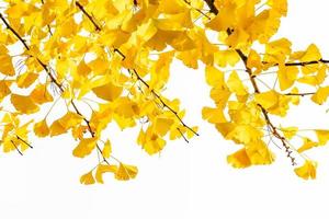 Yellow ginkgo biloba leaves in autumn on white background photo