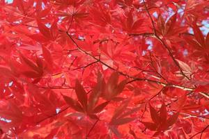 Red maple leaves in autumn the natural background photo