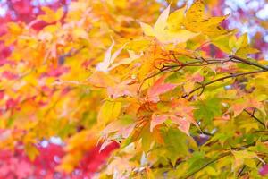 Colorful maple leaves on a bright day of background . photo