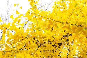 árbol de hojas de ginkgo biloba amarillo en otoño foto