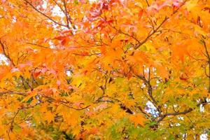 Autumn maple leaves in the natural environment,trees of yellow orange nature background,Selective focus photo