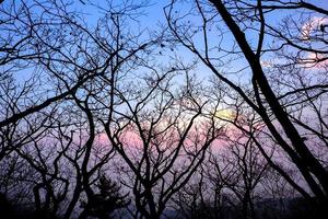 Silhouette dead tree branch on the mountain beautiful sunset photo