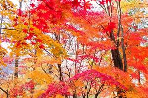 Blurred,Colorful maple leaves and branch in the natural environment trees on a bright day of background . photo