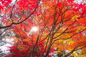 Red maple leaves and branch in the natural environment trees on a bright day of background . photo