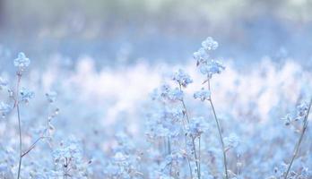 flor en el campo, hermoso crecimiento y flores en el prado que florece en la mañana. pastel suave en el fondo de la naturaleza, estilo vintage foto