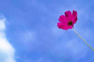 vista de ángulo bajo de plantas con flores de cosmos rosa contra el cielo azul foto