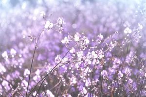Purple flower blossom on field, Beautiful growing and flowers on meadow blooming in the morning.Soft pastel on nature bokeh background,vintage style photo