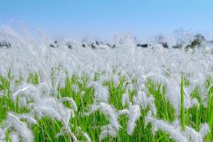 Borroso de campo de flores de hierba blanca del fondo de la naturaleza del cielo del atardecer foto