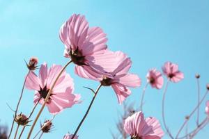 Low Angle View Of pink Pastel Flowering Plants Against Blue Sky,selective focus photo